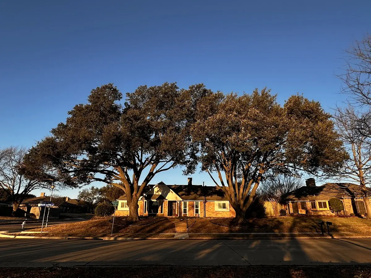 Established residential canopy tree shading a home in Bridgeton
